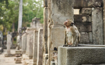 Small Circle Tour + Banteay Srei